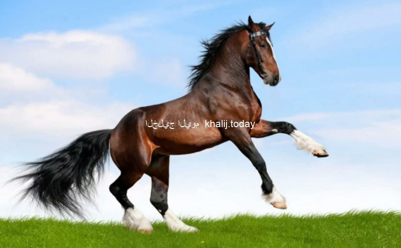 أفضل أنواع الخيول العربية الأصيلة