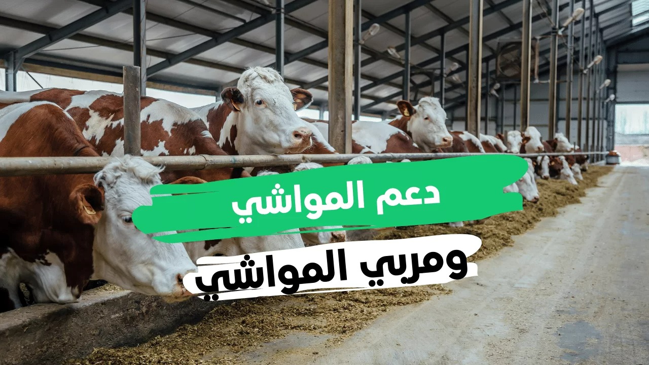 التسجيل في برنامج دعم صغار مربي الماشية وما هي الشروط؟