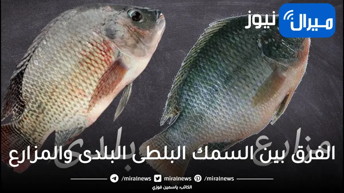 طرق التفرقة بين السمك البلطي البلدي والمزارع وعلامات في السمكة تدل على طبيعتها البيئة