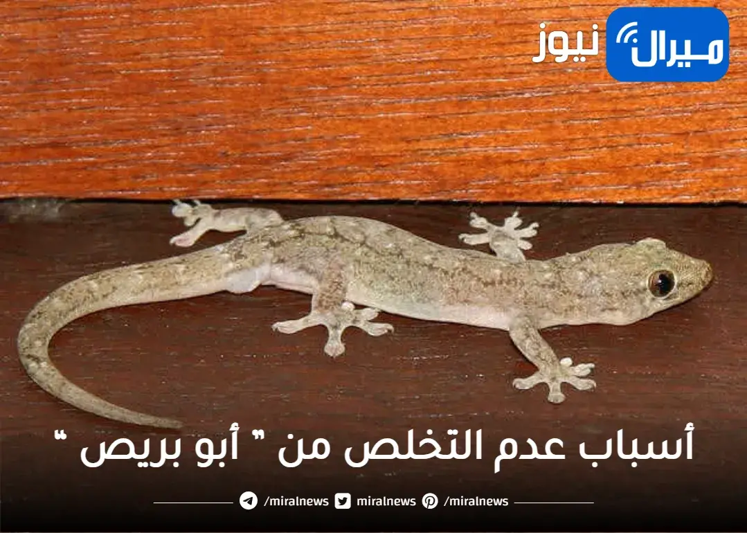 أسباب صادمة تدفعك لعدم التخلص من ” الوزغ أو البرص ” .. هتدهش لما تعرفها