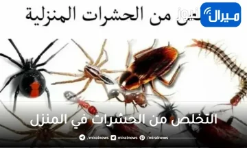 انسي الصراصير والنمل نهائياً .. مكون سحري هيخلصك من جميع الحشرات في المنزل بدون مبيدات ضاره