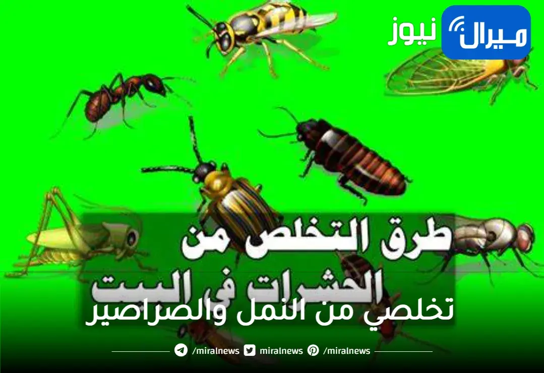 بدون عجينة ولا مبيدات.. تخلصي من النمل والصراصير نهائيا من أول استخدام هيختفي تماماً والنتيجة مذهلة