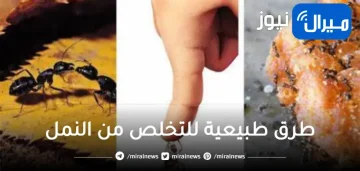صيف بدون نملة.. أقوى الخلطات الطبيعية للتخلص من النمل سريعاً وبدون أي مجهود