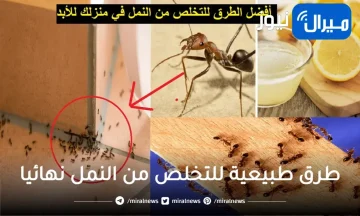 طرق جهنمية للتخلص من النمل نهائيا في دقائق وبلا رجعة