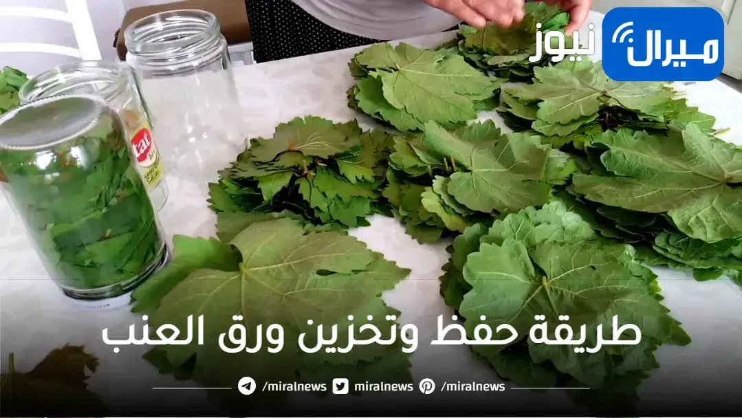 اسهل طريقة حفظ وتخزين ورق العنب تدوم بلون وطعم رائع