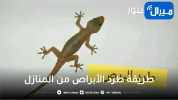 أفضل طريقة للتخلص من البرص.. مش هيدخل بيتك تاني