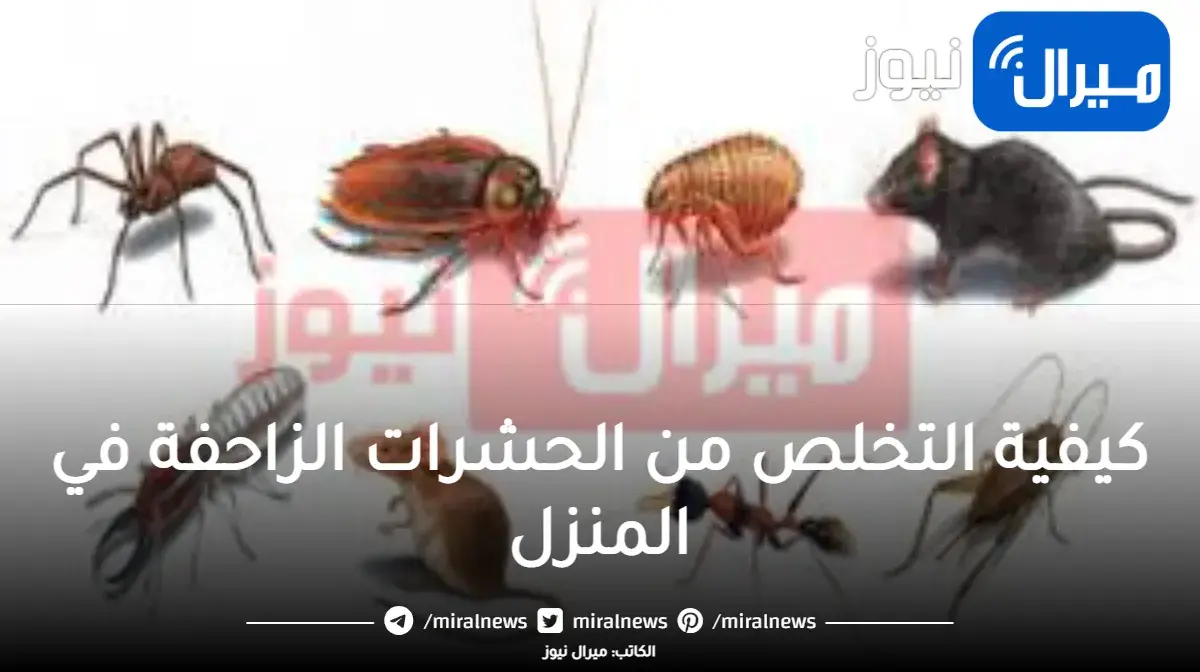 طرد نهائي للحشرات الزاحفة والطائرة بدون رجعة… وصفة جديدة للتخلص من الحشرات للأبد