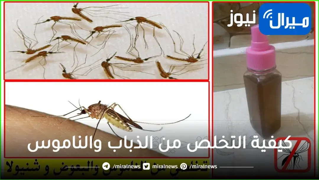ب3 فصوص ثوم.. 4 طرق للتخلص من الناموس والذباب من المنزل في 3 دقائق من غير تعب