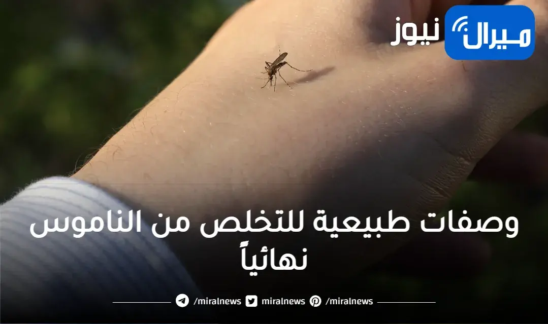 مكونات طبيعية من منزلك تساعدك في التخلص من الناموس إلى الأبد بعيداً عن الكيماويات