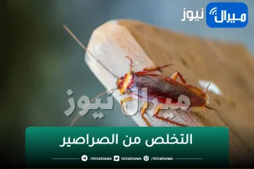 خلطة لن تخطر على بالك للتخلص من الصراصير والناموس والنمل في 5 ثواني بدون مبيدات حشرية