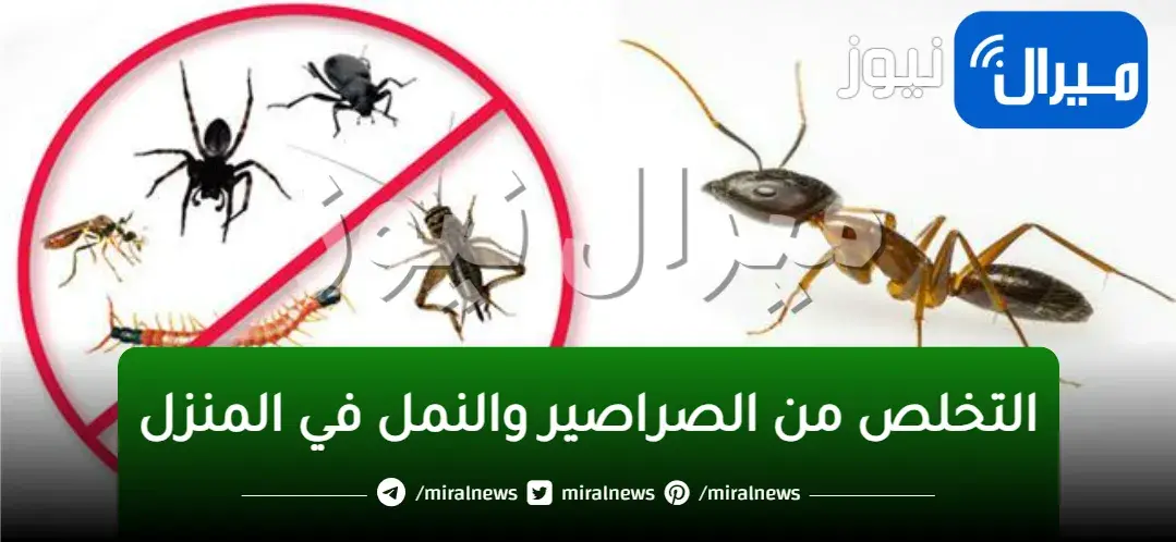 “قولي وداعاً للأبد” خلطة جبارة “للتخلص من الصراصير والنمل” في دقائق.. مش هتشوفيها تاني في بيتك