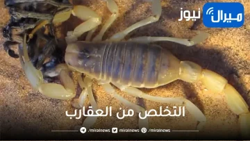 وجود عقرب في المنزل وطرق التخلص منه ..اعرفها قبل فوات الاوان