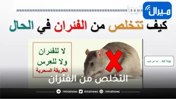 “عن تجربة”… طرد الفئران من المنزل نهائياً أصبحت مهمة سهلة للغاية مع هذا الاختراع الجديد