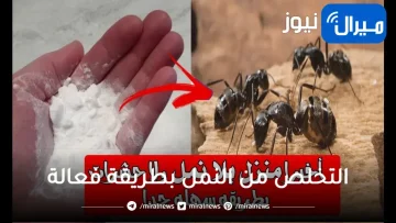 جربي ومش هتندمي.. وصفة جبارة للتخلص من النمل بطريقة فعالة 100%