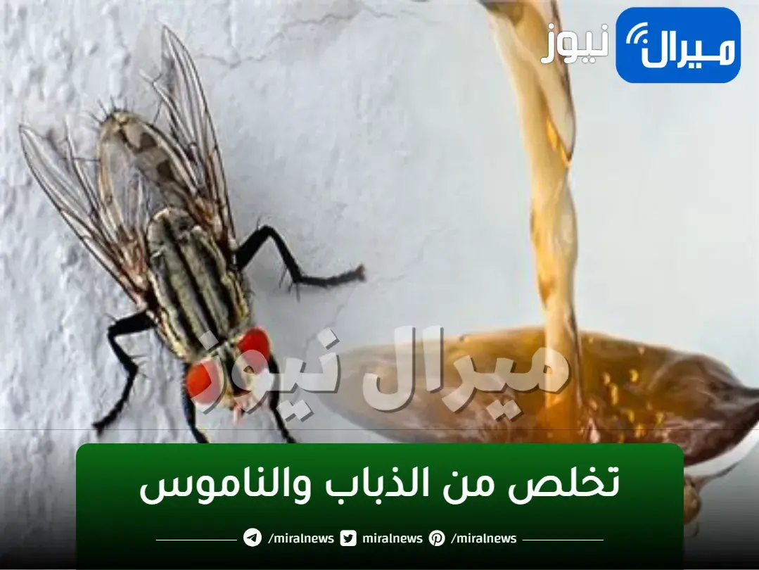 تخلصى من الحشرات للابد.. ضعى الملح على النار وودعى النمل والناموس وجميع الحشرات نهائيا بدون تكاليف ولا مبيدات