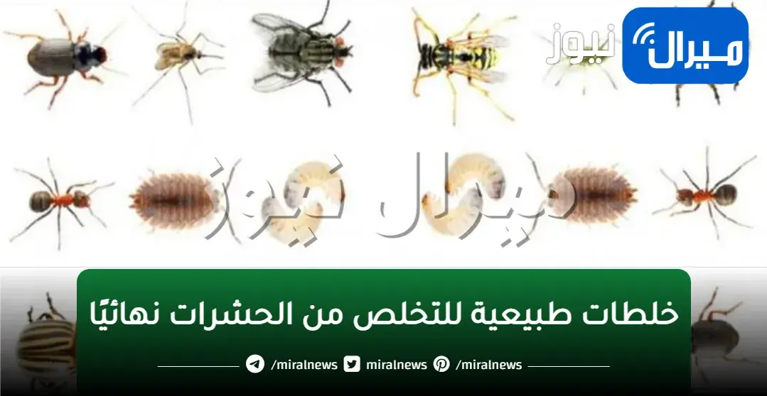 تخلصي نهائيًا من مشكلة وجود الصراصير والنمل بمنزلك… فقط بملعقة واحدة من المكون السحري