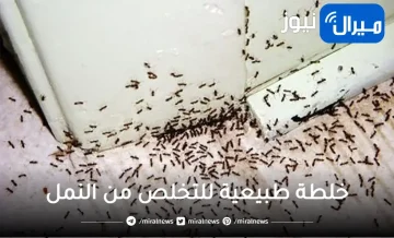 خلطة طبيعية للتخلص من النمل