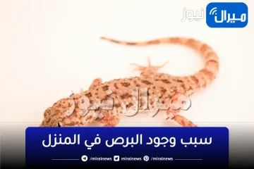 السبب هيصدمك.. لماذا لا يمكن قتل البرص أو الوزغ في المنزل مهما حدث