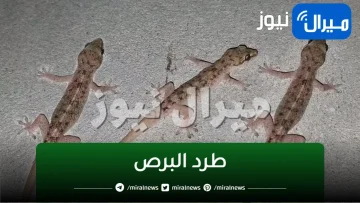 رشة واحدة هتطرد البرص والزواحف من البيت نهائياً بدون رجعة في 3 دقائق