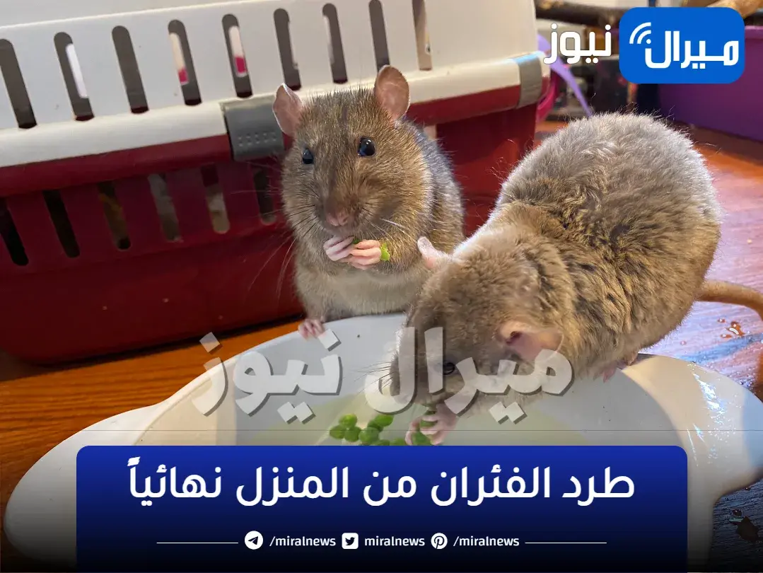 اختراع خطير .. طرد الفئران من المنزل نهائياً أصبحت مهمة سهلة للغاية مع هذا الاختراع الجديد