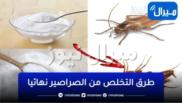 ضعي ملعقة منه خلف البوتاجاز وتخلصي من الصراصير في المطبخ والبيت نهائيا