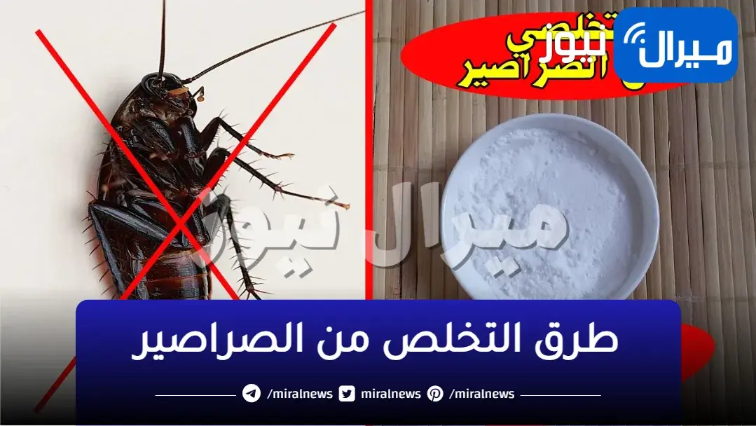 بأكثر من طريقة إليكي خطوات التخلص من الصراصير والحشرات الزاحفة في البيت والمطبخ خلال دقائق