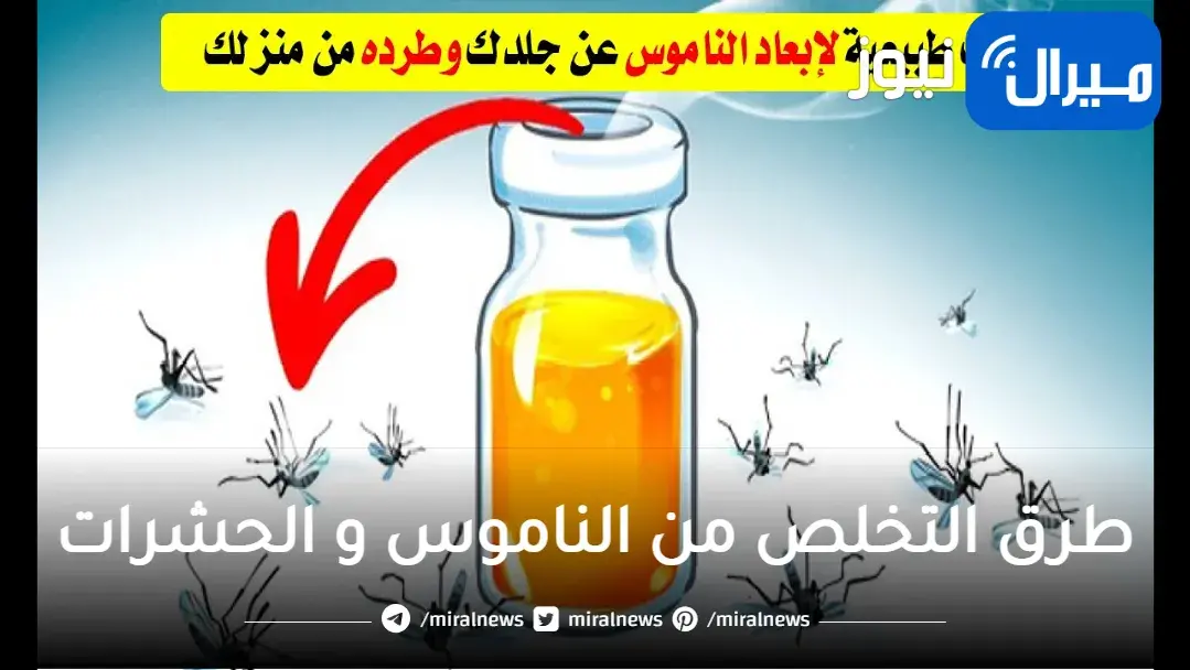 ب 3 فصوص فقط.. تخلصي من الناموس والهاموش والذباب من منزلك في دقائق بدون تعب ولا كيماويات