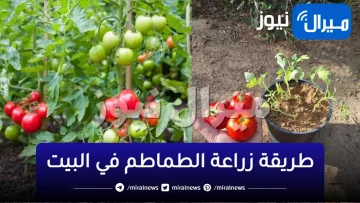 “وداعا لجنون الطماطم” طريقة زراعة الطماطم في البيت من ثمرة طماطم في الثلاجة مش هتشتري من برة تاتي