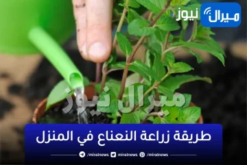 طريقة عبقرية لزراعة النعناع في المنزل في 5 دقائق لن تحتاج لشراءه بعد اليوم