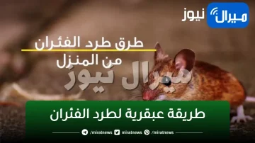 ’’هيطلع يجري من البيت’’..طريقة عبقرية لطرد الفئران من البيت ب 3 مكونات فقط مش هتشوفيهم تاني