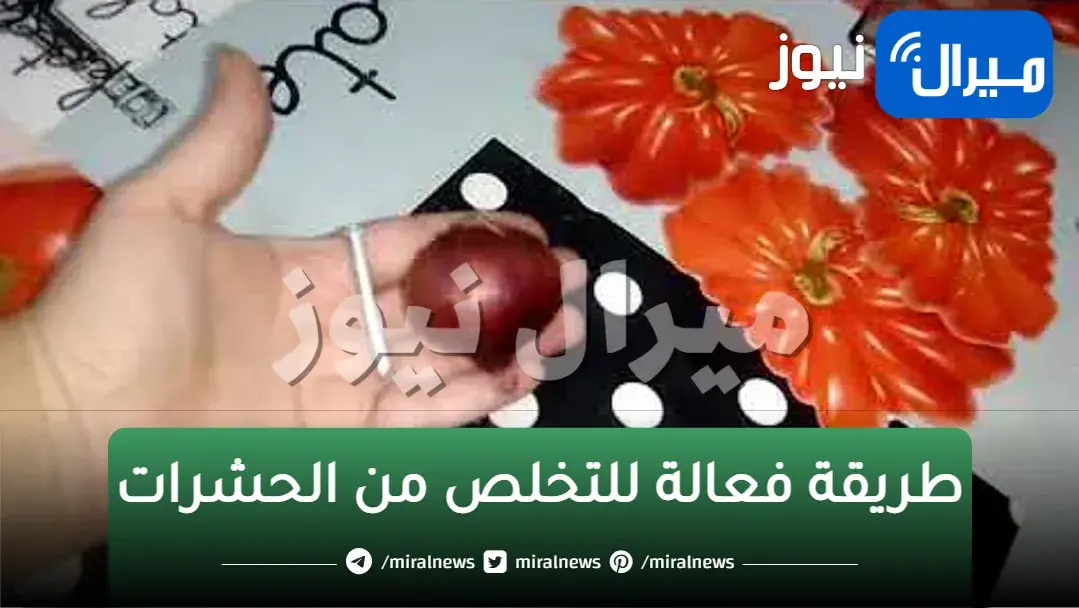 بمسمار وبصلة فقط.. تخلصي تماماً من النمل والناموس والصراصير.. وصفة سحرية لا تخطر على بال العفريت