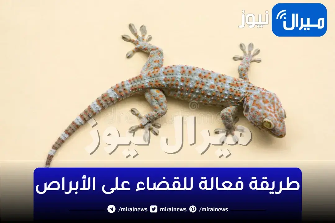 سبحان الله.. طرد البرص من المنزل بطريقة جهنمية فعالة وبشكل نهائى بدون لمس او مجهود هيهرب من بيتك فورا وللابد مش هتشوفية فى بيتك تانى