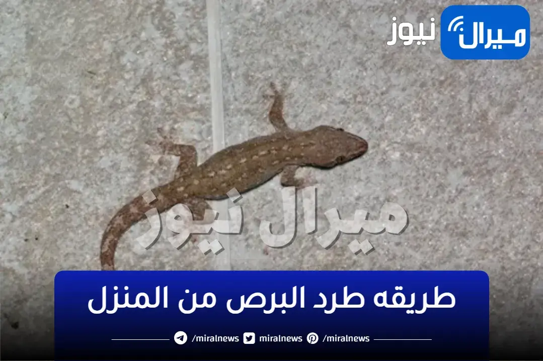 “بدون لمس”.. وصفة جهنمية لطرد البرص حتى لو حجمه كبير والتخلص منه نهائيًا