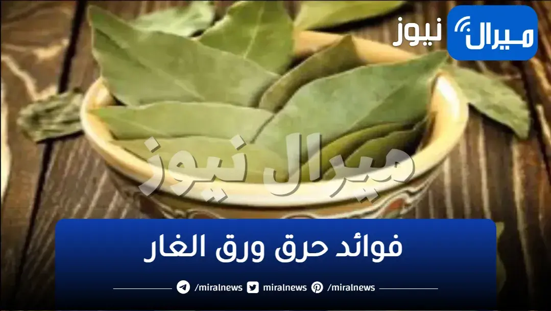 اختراع …حرق ورق الغار في المنزل كل يوم والسبب صادم سوف تفعل هذا الشئ يوميًا