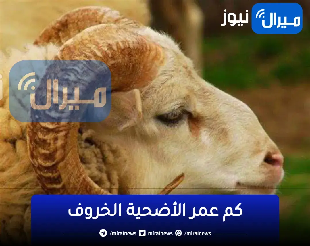كم عمر الأضحية الخروف .. وأقوال العلماء في سن الأضحية