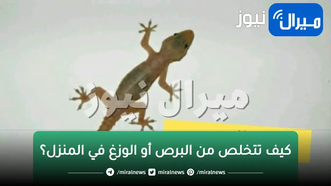 بخلطة بسيطة بس معجزة.. رشيها علي الأرضيات والحوائط وتخلصي من الزواحف والبرص من البيت إلى الأبد