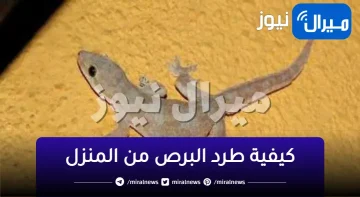 بطريقة جهنمية بدون لمس.. تخلصي من «الابراص نهائيا» فى يومين بدون مبيدات