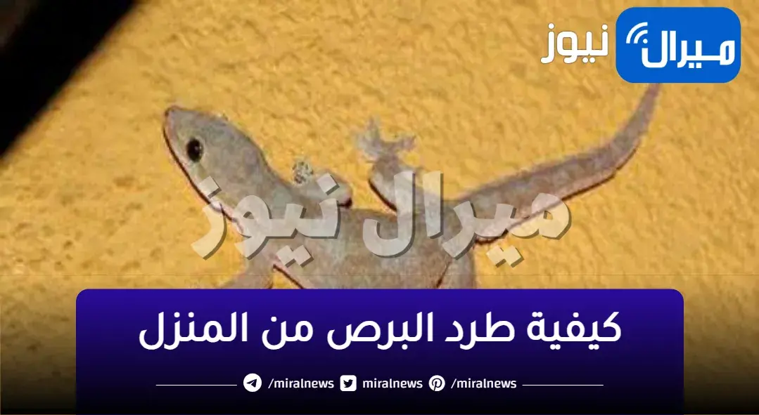 بطريقة جهنمية بدون لمس.. تخلصي من «الابراص نهائيا» فى يومين بدون مبيدات