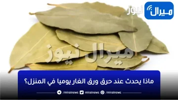 الفرق كبير بعد حرقه بانتظام بالمنزل… تعرف على فوائد استنشاق حرق ورق الغار الصحية والنفسية