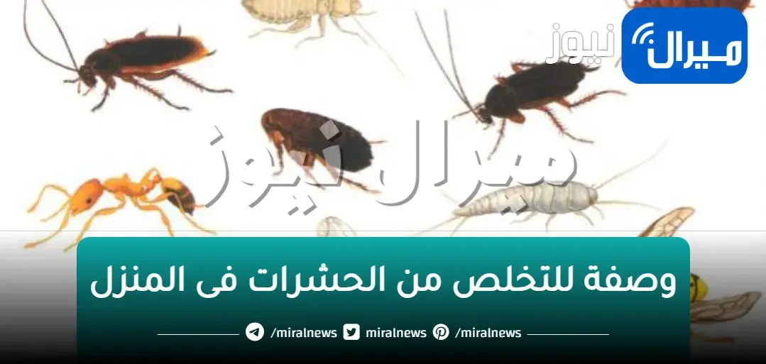 هتتخلصي منهم وترتاهي طول الصيف!!.. هتتخلصي من “الصراصير والنمل والناموس وحشرة البق” إلى الأبد .. وصفه لاتخطر على بال الجن الأزرق