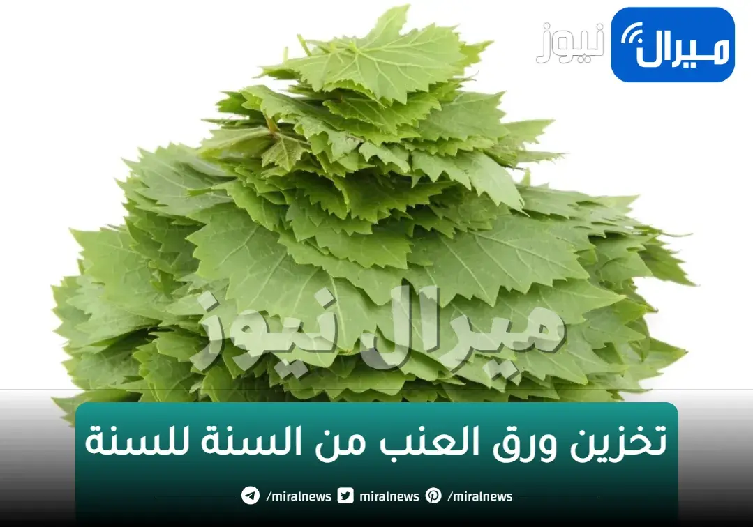 بأسرار التجار.. بملعقة واحدة سرية هتخزني ورق العنب من السنة للسنة دون تغير لونه أو طعمه