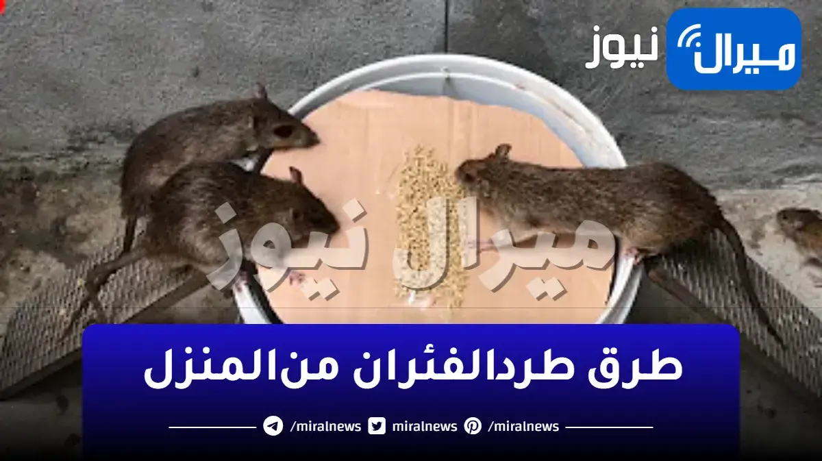إنسى إنك تشوف الفئران تاني في البيت!!..4 طرق لطرد “الفئران” من المنزل نهائياً!!