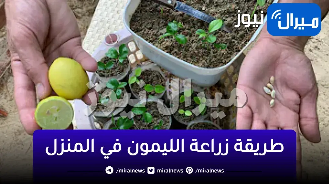 طريقة زراعة الليمون في المنزل من ثمرة ليمون بالثلاجة في 3 دقائق مش هتشتريه تاني