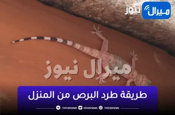 بدون مجهود.. جبنالك الحل السحرى لطرد البرص والوزغ من المنزل نهائياً