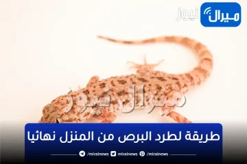 “لو مزهقك الحد هنا!!” أحسن طريقة لطرد البرص من المنزل نهائيا إلى الأبد في دقائق معدودة