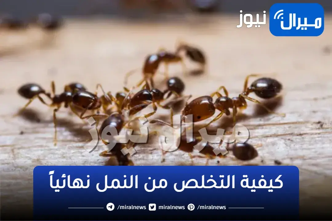 إخلصي من النمل نهائياً .. روتين سريع لحل مشكلة القضاء على النمل والحشرات للأبد وفي 5 دقائق فقط