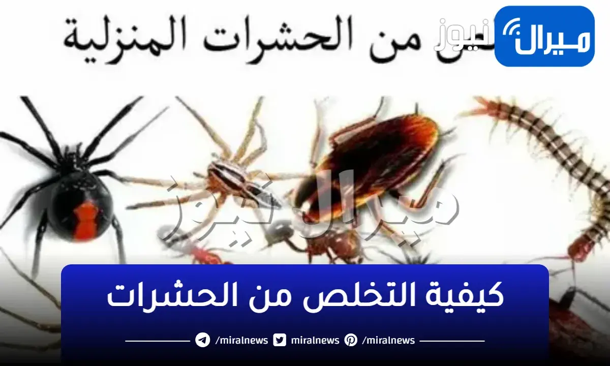تخلصي من الحشرات بطرق آمنة طبيعية تمامًا.. طرق فعالة في القضاء على كافة الحشرات والصراصير بمكونات بسيطة موجودة في كل بيت