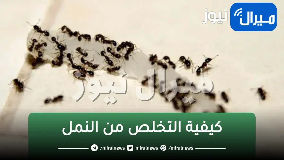 بدل ما تتقرص كل يوم.. 3 طرق سريعة وغير مكلفة للتخلص من النمل نهائيا