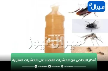 ضاع عمرنا واحنا بنعاني من الحشرات.. بمكون موجود في كل بيت تخلص من الحشرات نهائياً بدون مبيدات حشرية