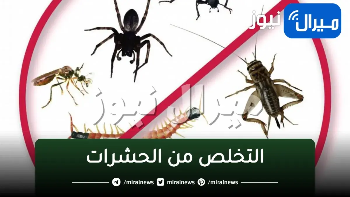 فكرة سحرية للتخلص من الصراصير والناموس والحشرات نهائيا بمكون جبار موجود فى كل بيت هيطرد الحشرات نهائيا وللابد بدون رجوع